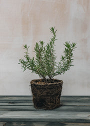 Hairy Pot Rosemary Prostrate, 1L