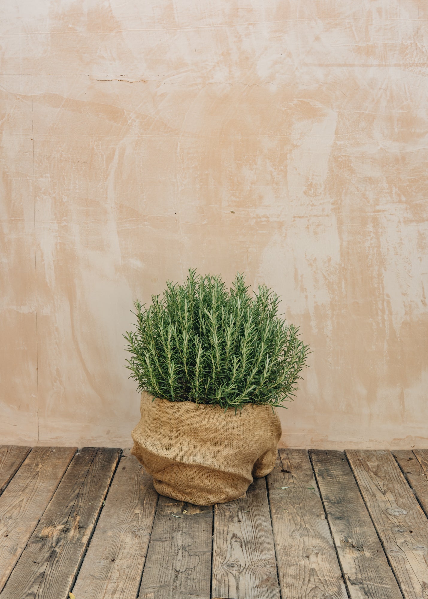 Bordallo Pinheiro Rosmarinus officinalis, 15L  