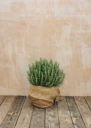 Bordallo Pinheiro Rosmarinus officinalis, 15L  