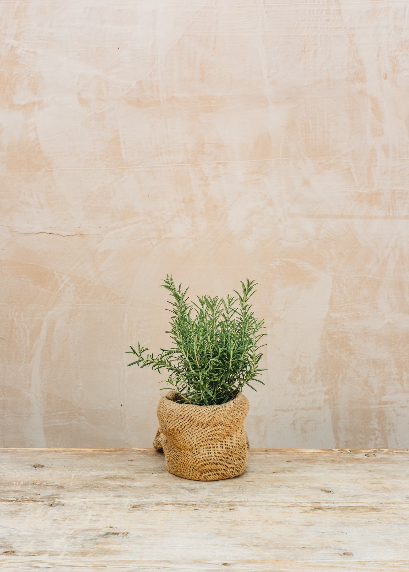 Sedum Rosmarinus officinalis, 1L