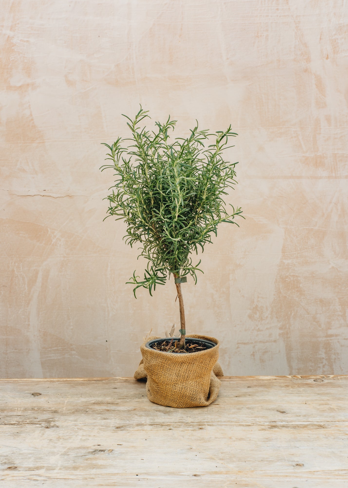 Sedum Rosmarinus officinalis, 1L Standard 