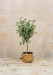 Sedum Rosmarinus officinalis, 1L Standard 