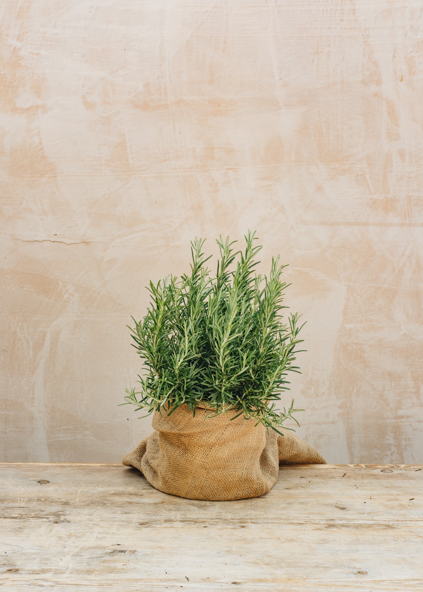 Sedum Rosmarinus officinalis, 2/3L 
