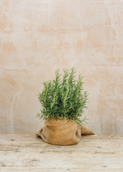 Sedum Rosmarinus officinalis, 2/3L 