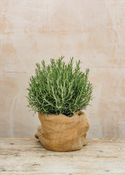 Rosemary Rosmarinus officinalis, 6L