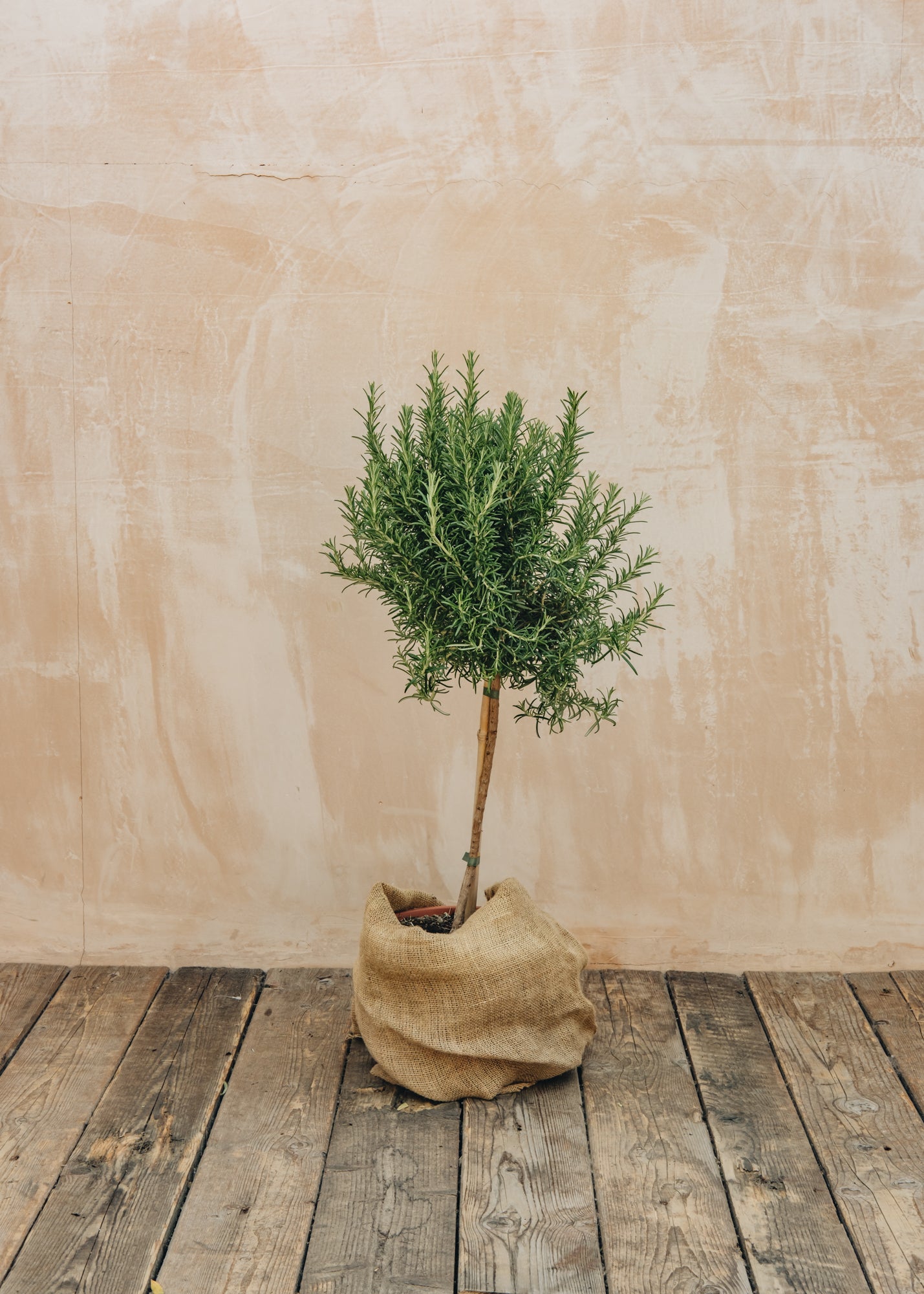 Bordallo Pinheiro Rosmarinus officinalis, 6L Standard 