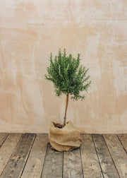 Bordallo Pinheiro Rosmarinus officinalis, 6L Standard 