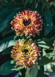 Rudbeckia Rudbeckia hirta Enchanted Nightfall, 2/3L 