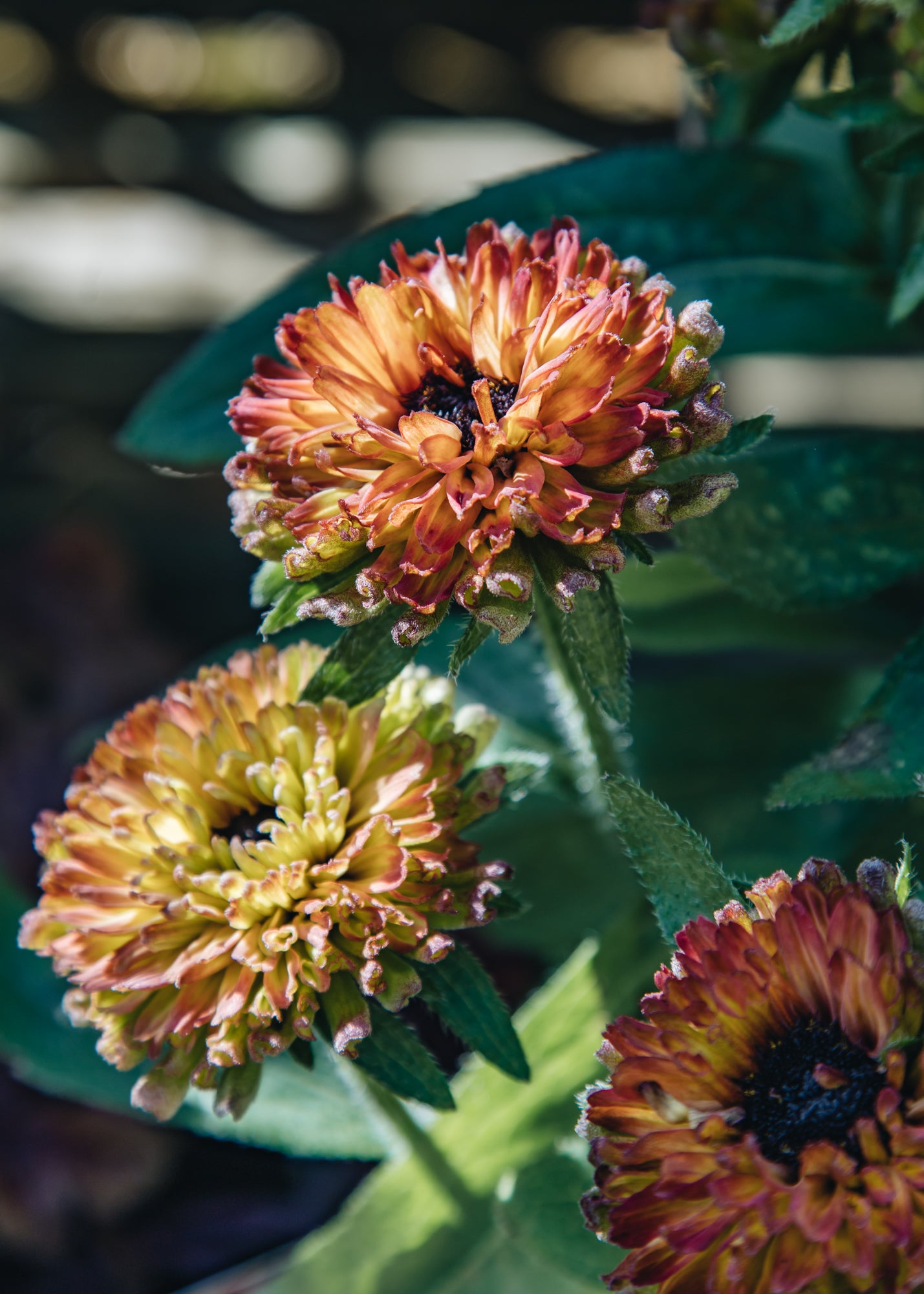 Rudbeckia hirta Enchanted Nightfall, 2/3L 