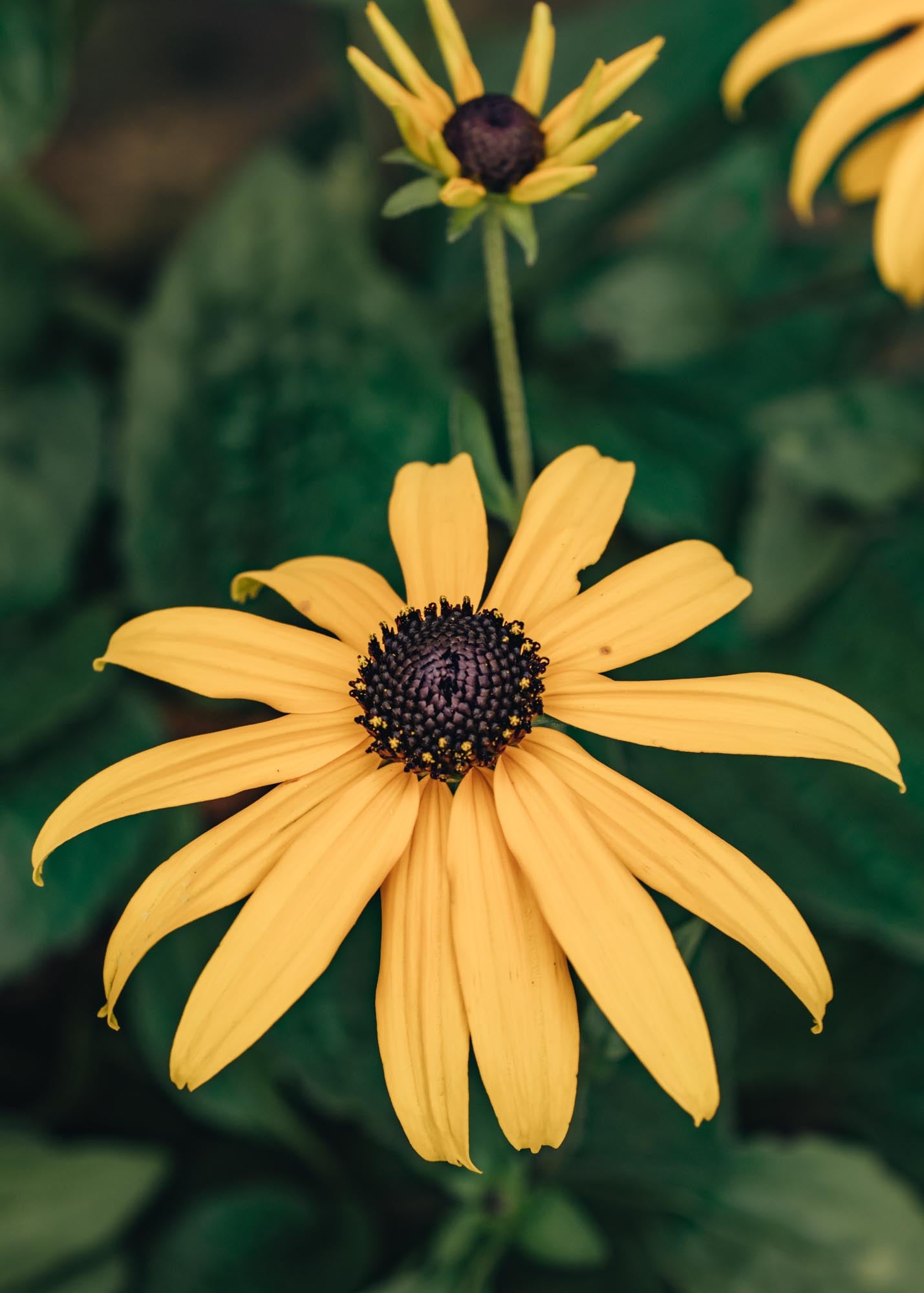 Rudbeckia Goldsturm AGM, 2/3L