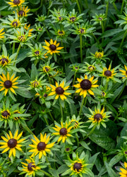 Rudbeckia Rudbeckia 'Little Goldstar,' 5L
