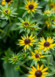 Rudbeckia Rudbeckia 'Little Goldstar,' 5L