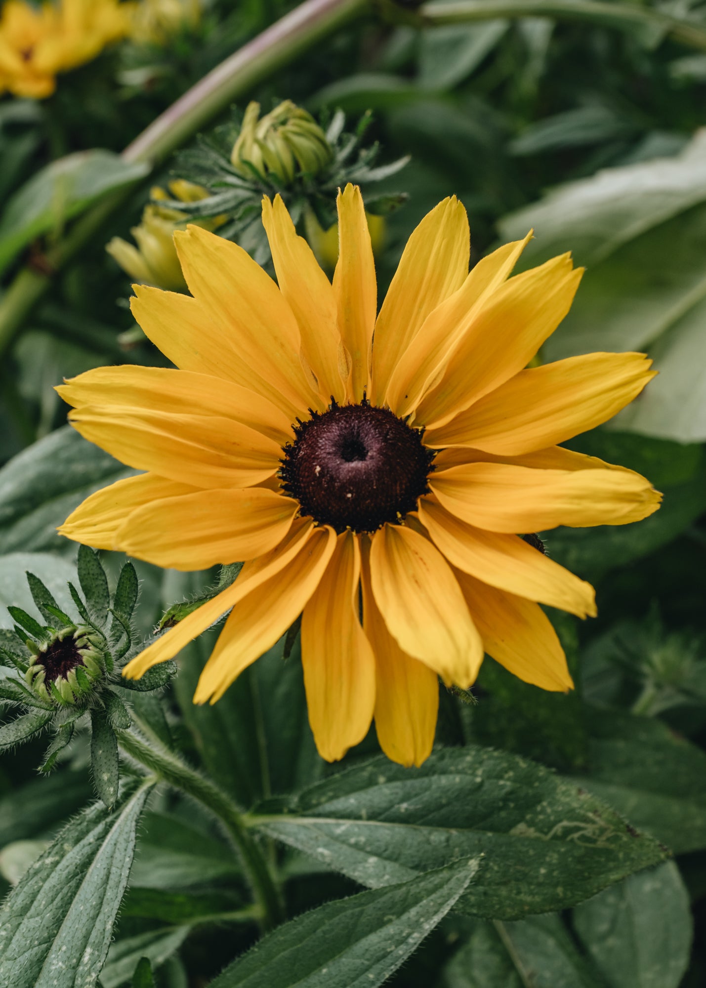 Rudbeckia hirta Party Smileyz, 2/3L