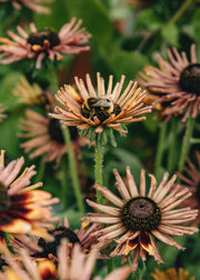 Rudbeckia Rudbeckia 'Russet Glow', 3L