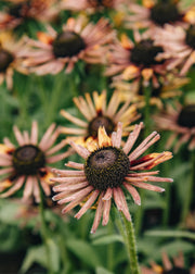Rudbeckia Rudbeckia 'Russet Glow', 3L