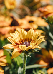 Rudbeckia Rudbeckia 'Summerina Yellow', 3L