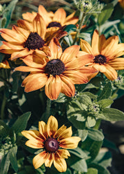 Rudbeckia 'Summerina Yellow', 3L