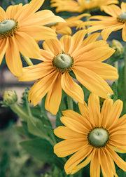 Rudbeckia Rudbeckia 'Sunbeckia Ophelia,' 5L