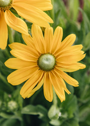 Rudbeckia Rudbeckia 'Sunbeckia Ophelia,' 5L