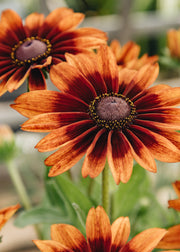Rudbeckia Rudbeckia 'Sunbeckia Sarah,' 5L