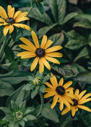 Rudbeckia deamii