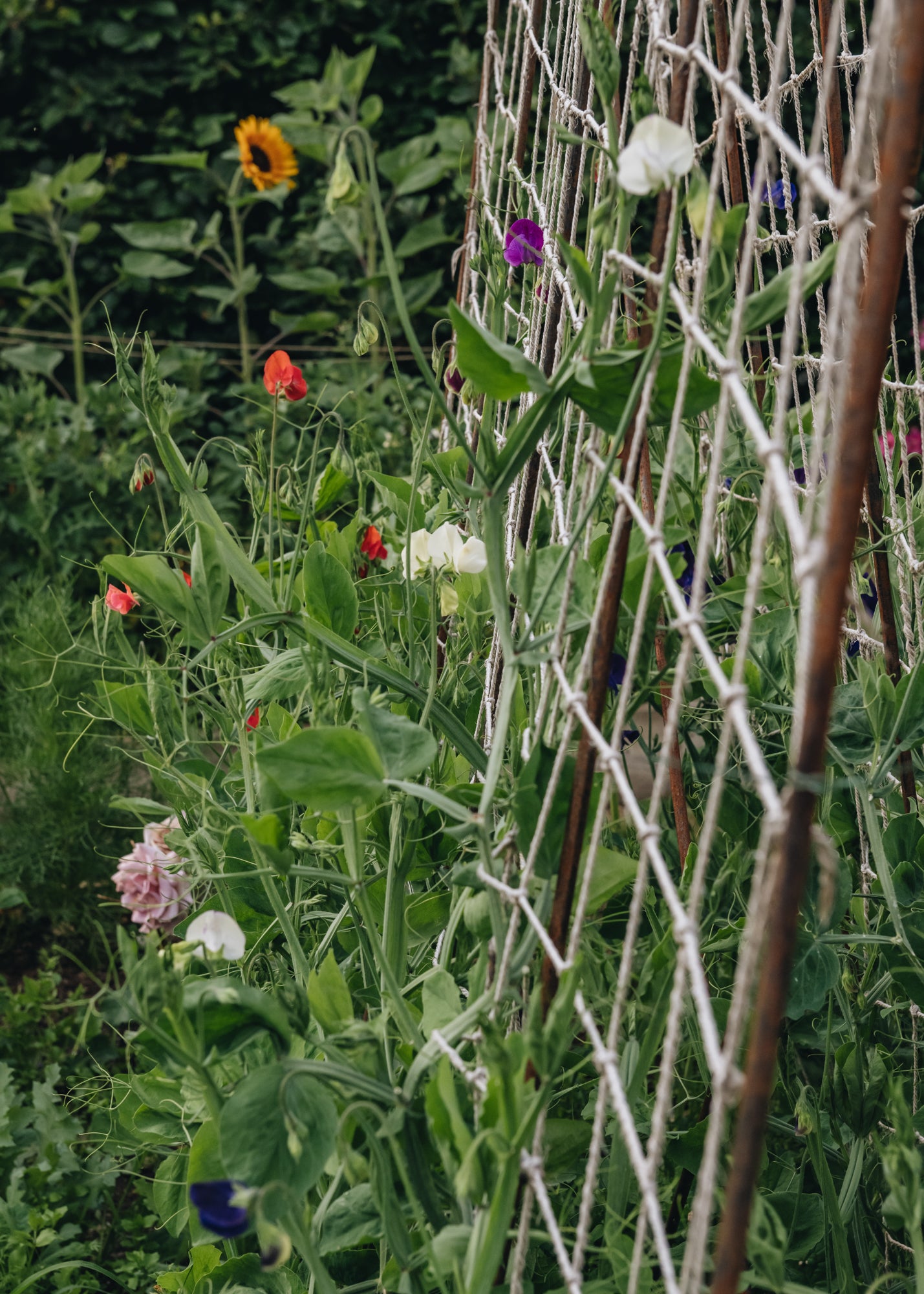 Kadai Runner Bean Frame