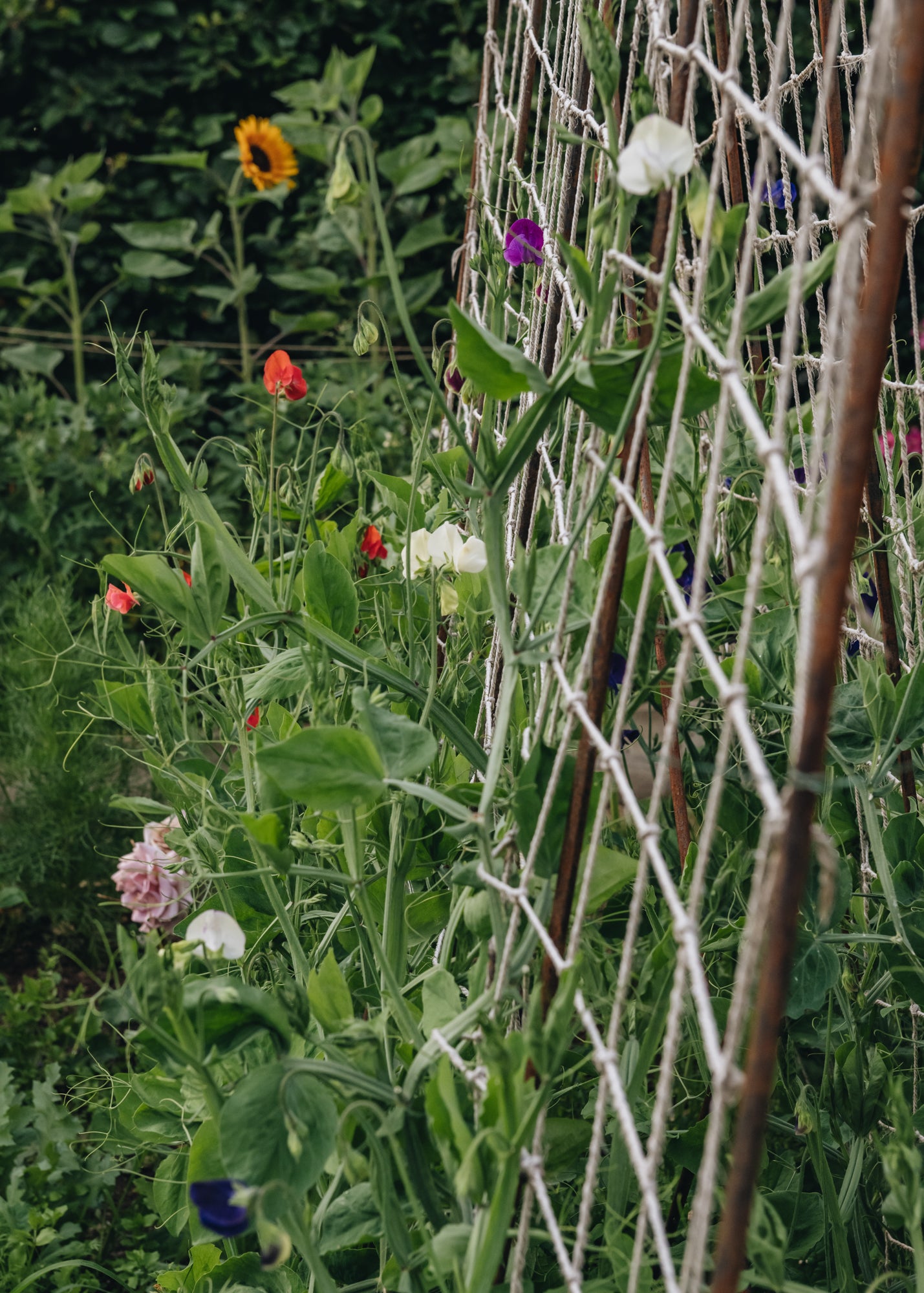 Runner Bean Frame