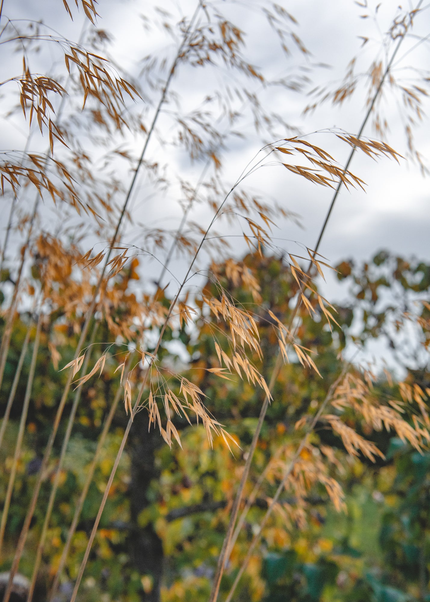 Laurus Nobilis Stipa gigantea 3L