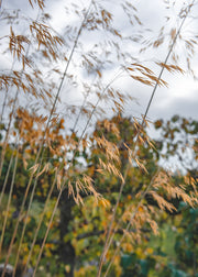 Laurus Nobilis Stipa gigantea 3L