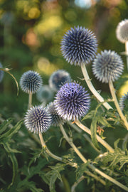 Echinops Taplow Blue