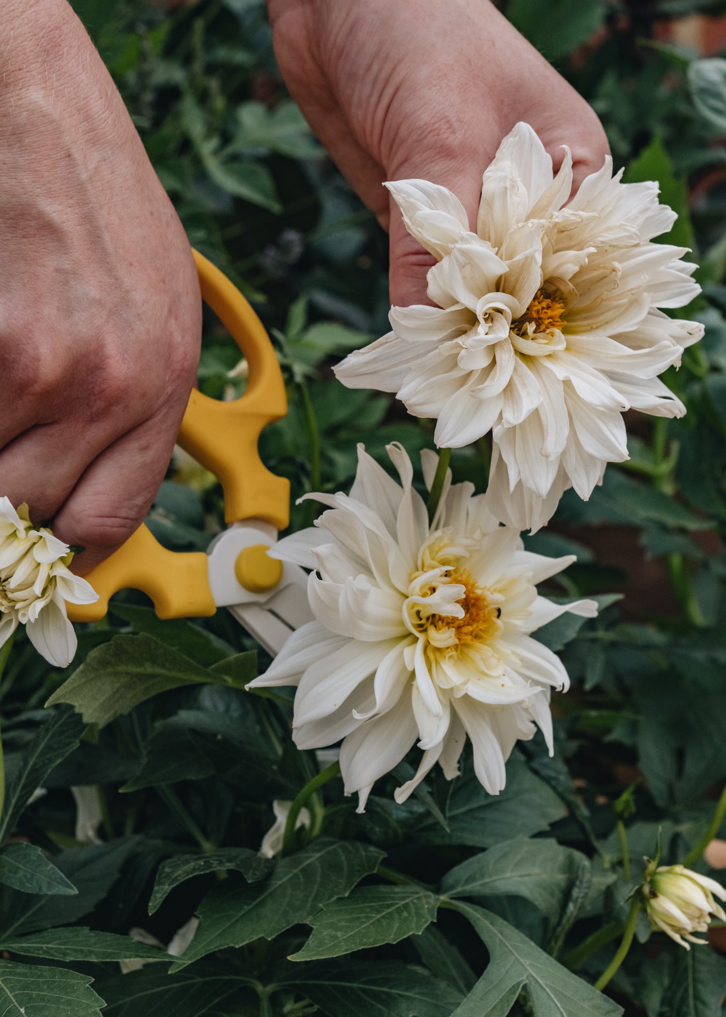 Sakagen Flower Scissors in Yellow