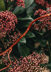 Salix Salix x sepulcralis Erythroflexuosa, 3L