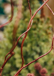 Salix x sepulcralis Erythroflexuosa, 3L
