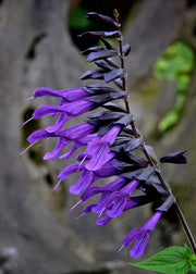 Hydrangea Salvia 'Amistad', 3L