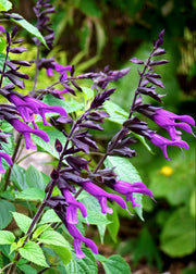 Salvia Salvia ‘Amistad’, 2L
