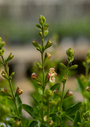 David Austin Roses Salvia x jamensis ‘Belle de Loire’, 2L