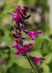 Salvia Salvia ‘Berry Blast’, 2L