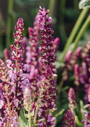 Salvia Salvia ‘Bordeau Rose’, 2L 