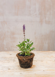 Anemone Salvia nemorosa 'Caradonna Compact', 1L