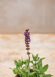 Hairy Pot Salvia nemorosa Caradonna, 1L