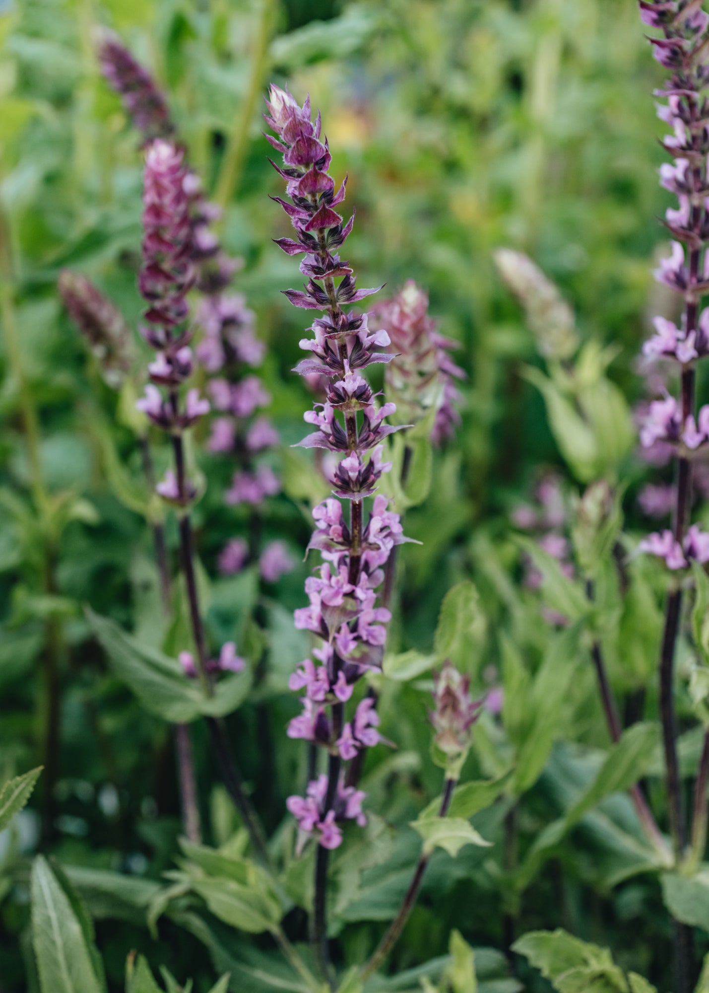 Salvia caradonna Pink Inspiration