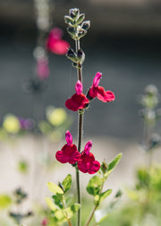 Hairy Pot Salvia microphylla 'Cherry Lips', 1L
