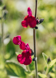 Hairy Pot Salvia microphylla 'Cherry Lips', 1L