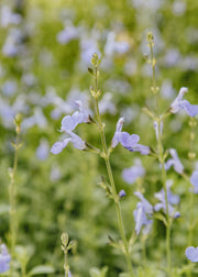 Salvia Salvia microphylla ‘Delice Aquamarine’, 3L