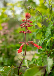 Hairy Pot Salvia 'Ember's Wish', 1L