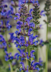 Salvia ‘Midnight Model’, 3L