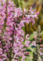 August and Piers Salvia ‘Moulin Rouge’, 3L