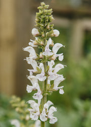 Hydrangea Salvia ‘Fashionista Snow Kiss’, 2L