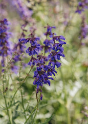 Salvia Salvia ‘Feathers Peacock’, 2L 