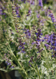 Salvia Salvia ‘Feathers Peacock’, 2L 